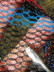 Squalius peloponensis