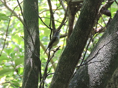 Oncostoma cinereigulare