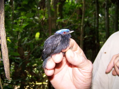 Lepidothrix coronata