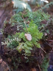 Trichocolea mollissima