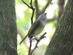 Oncostoma cinereigulare