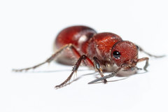 Pseudomethoca sanbornii