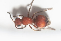 Pseudomethoca sanbornii