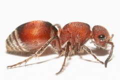 Pseudomethoca sanbornii