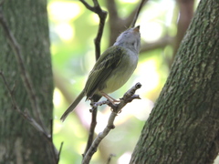 Oncostoma cinereigulare