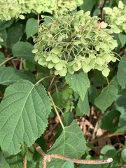 Hydrangea