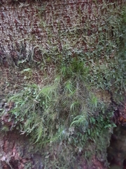 Dicranoloma menziesii