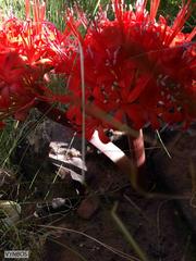 Brunsvigia marginata