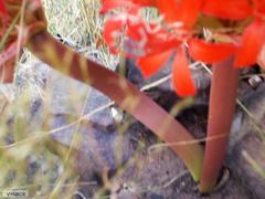 Brunsvigia marginata