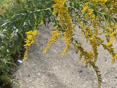 Solidago