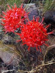 Brunsvigia marginata