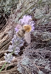 Bombus pascuorum