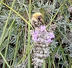 Bombus pascuorum