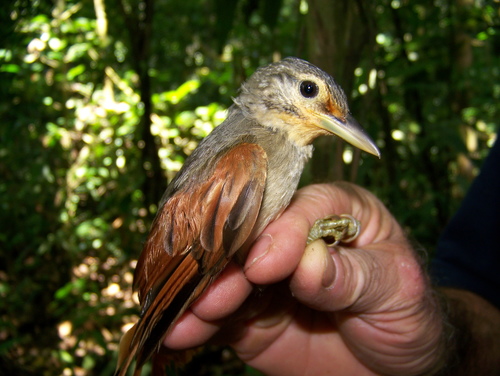 Chestnut-winged Foliage-gleaner