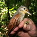 Chestnut-winged Foliage-Gleaner - Photo (c) Abby Darrah, some rights reserved (CC BY), uploaded by Abby Darrah