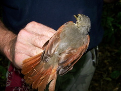 Dendroma erythroptera