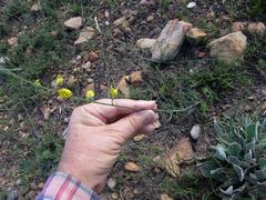 Lebeckia pauciflora