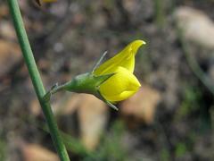 Lebeckia pauciflora