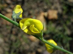 Lebeckia pauciflora