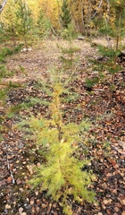 Larix sibirica