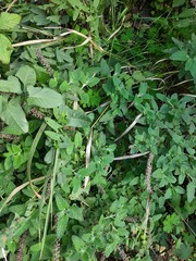 Teucrium hircanicum