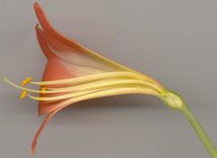 Clivia miniata miniata