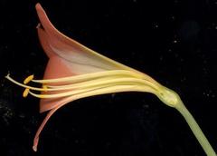 Clivia miniata miniata