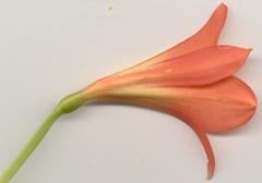 Clivia miniata miniata