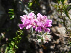 Podalyria hirsuta
