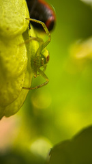 Ebrechtella tricuspidata