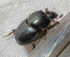 Onthophagus orpheus