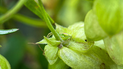 Ebrechtella tricuspidata