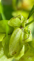Ebrechtella tricuspidata