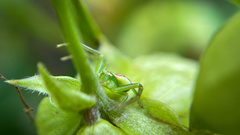 Ebrechtella tricuspidata