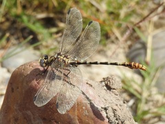 Erpetogomphus designatus