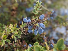 Berberis cretica