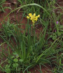 Bulbine capitata