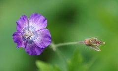 Geranium phaeum lividum