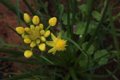 Bulbine capitata