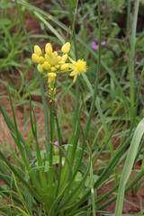 Bulbine capitata