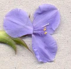 Coleotrype natalensis