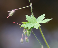 Geranium phaeum lividum
