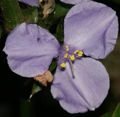 Coleotrype natalensis