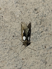 Plagiomimicus olvello