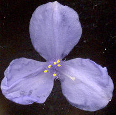 Coleotrype natalensis