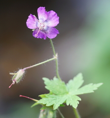 Geranium phaeum lividum
