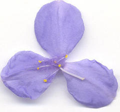 Coleotrype natalensis