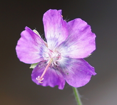 Geranium phaeum lividum