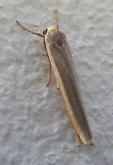 Sozusa scutellata