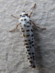 Yponomeuta strigillatus